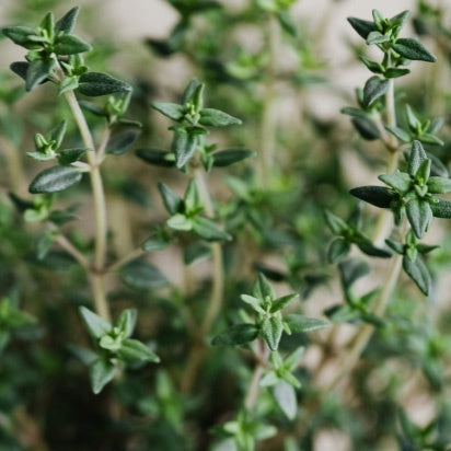 Thyme 10cm