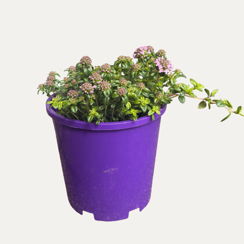 Thymus Pink Buttons 14cm