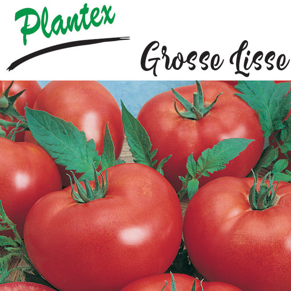 Tomato Grosse Lisse 10cm -  Plantex.