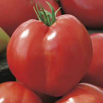 Tomato Oxheart Red 10cm