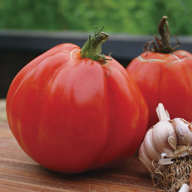 Tomato Periforme Abruzzese 10cm