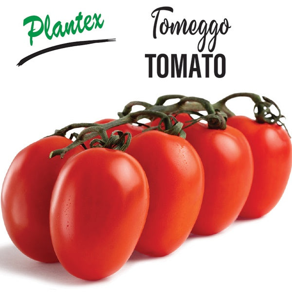 Tomato Tomeggo 12cm