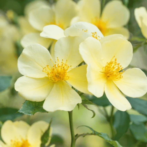 Rose Tottering-by-Gently Bush 20cm