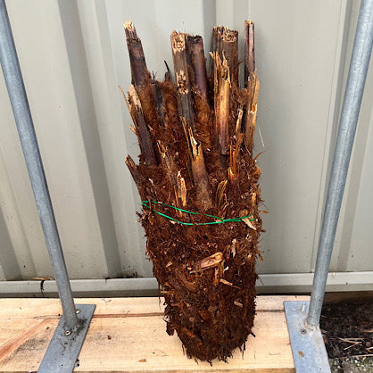 Tree Fern - Dicksonia antarctica