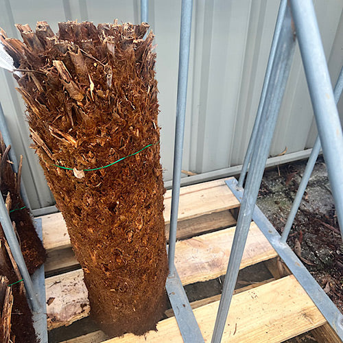 Tree Fern - Dicksonia antarctica