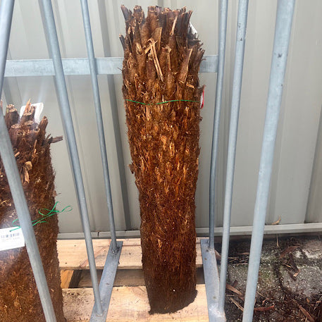 Tree Fern - Dicksonia antarctica