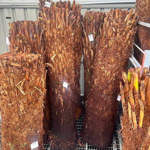 Tree Fern - Dicksonia antarctica