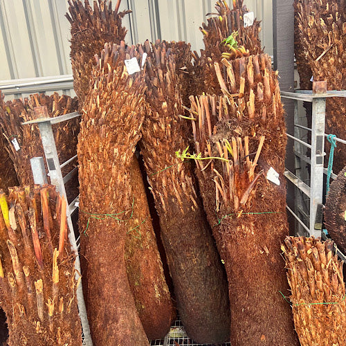 Tree Fern - Dicksonia antarctica