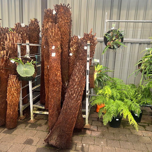 Tree Fern - Dicksonia antarctica