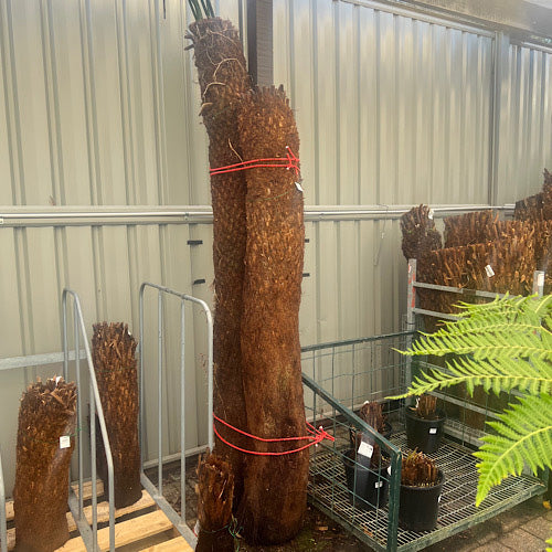 Tree Fern - Dicksonia antarctica