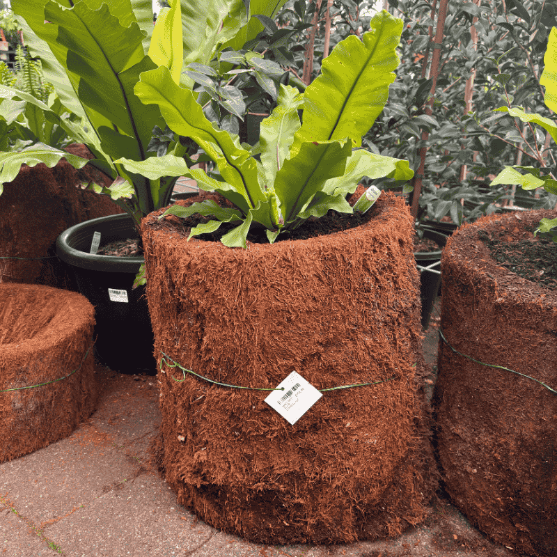Birds Nest Fern in Large Vertical Pot