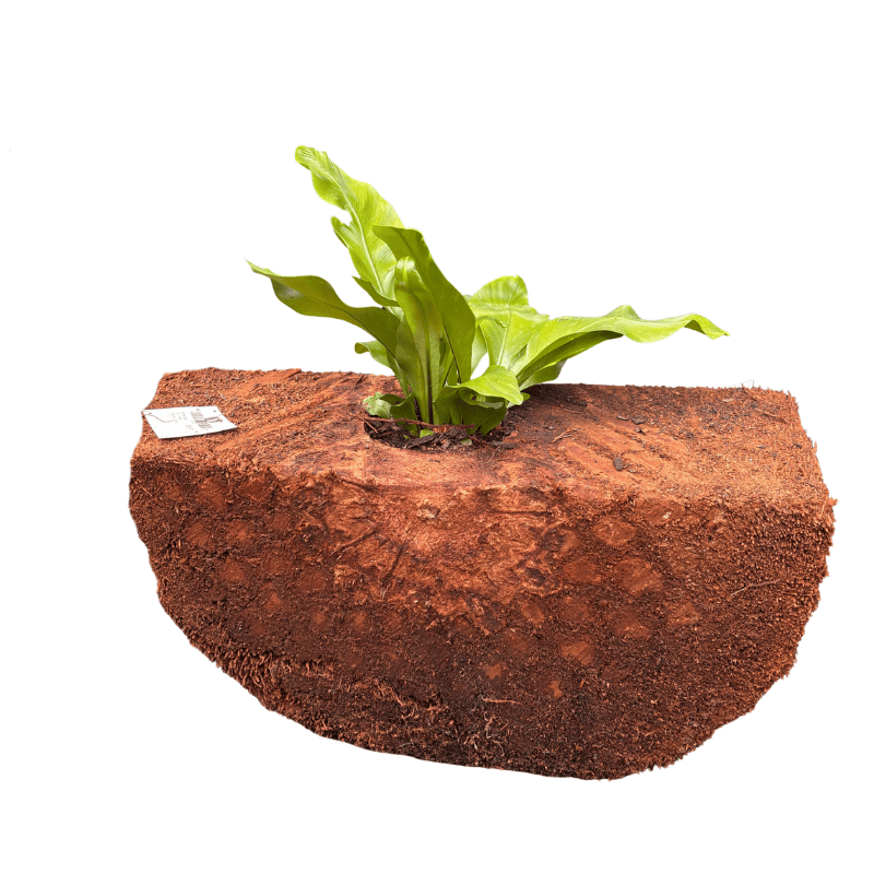 Birds Nest Fern Half Planter Large