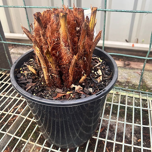 Tree Fern Potted 25cm