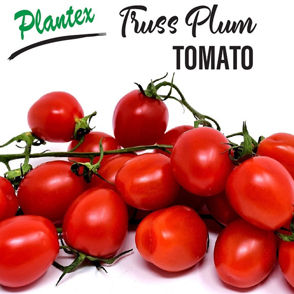Tomato Truss Plum 12cm