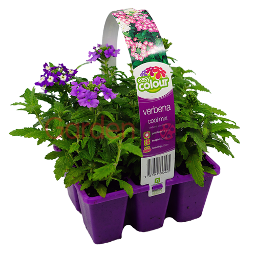 Verbena Cool Mix