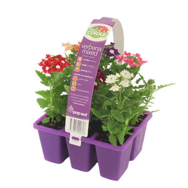 Verbena Mixed