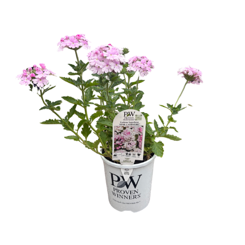 Verbena Superbena Pink Cashmere 14cm