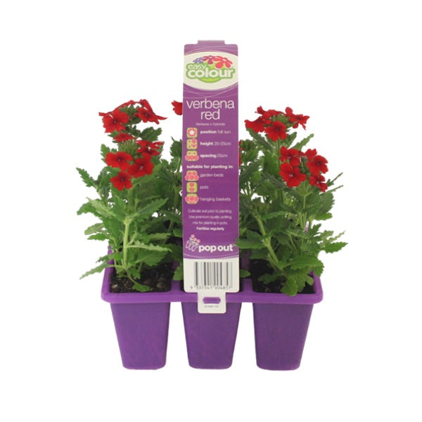 Verbena Red