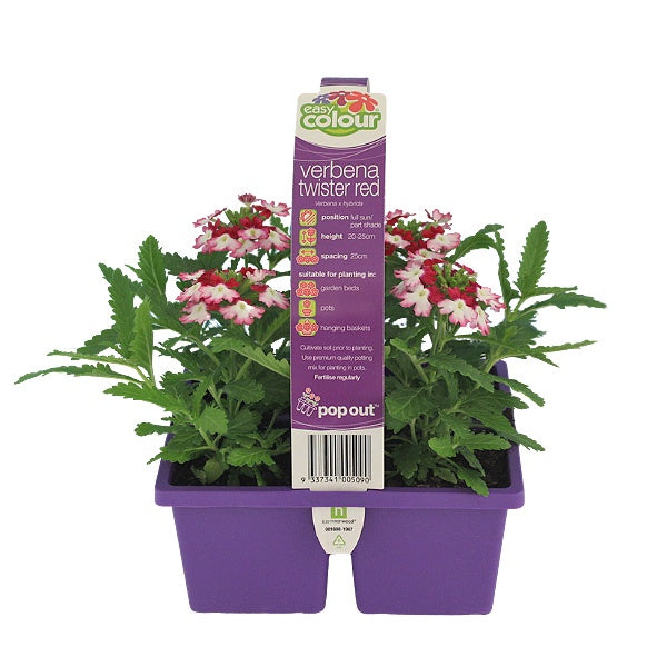 Verbena Twister Red
