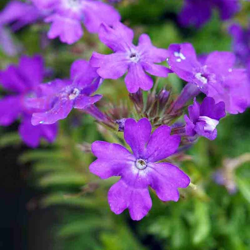 Verbena Purple Passion 14cm