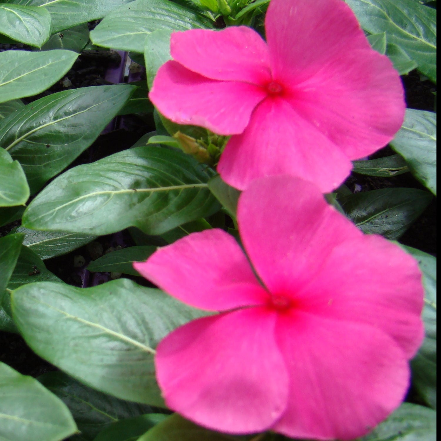 Vinca Punch