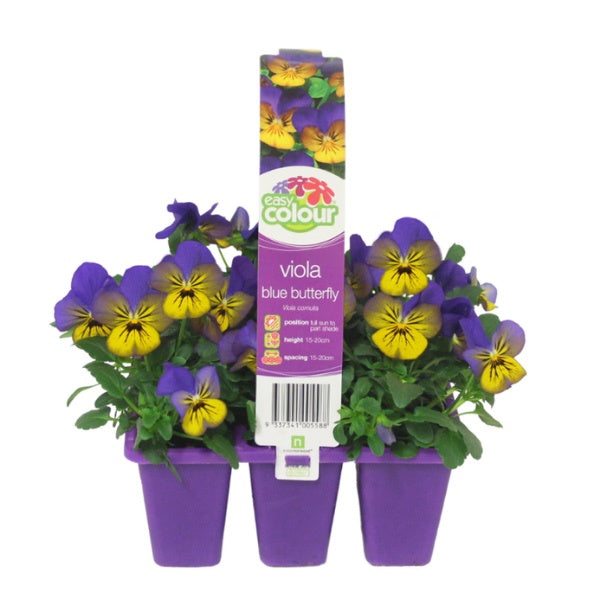 Viola Blue Butterfly