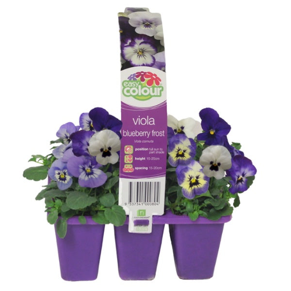 Viola Blueberry Frost