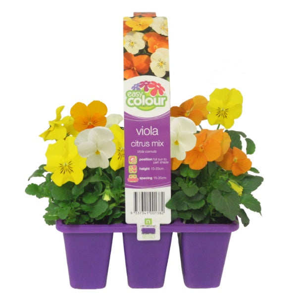 Viola Citrus Mix