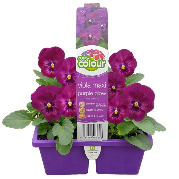 Viola Maxi Purple Glow