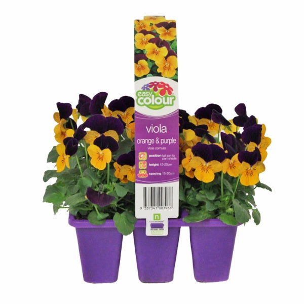 Viola Orange And Purple