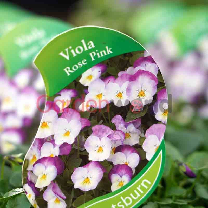Viola Rose Pink Punnet