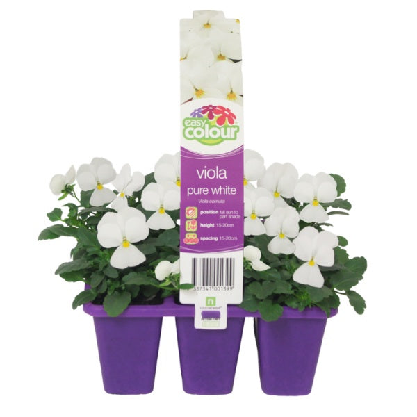 Viola Pure White