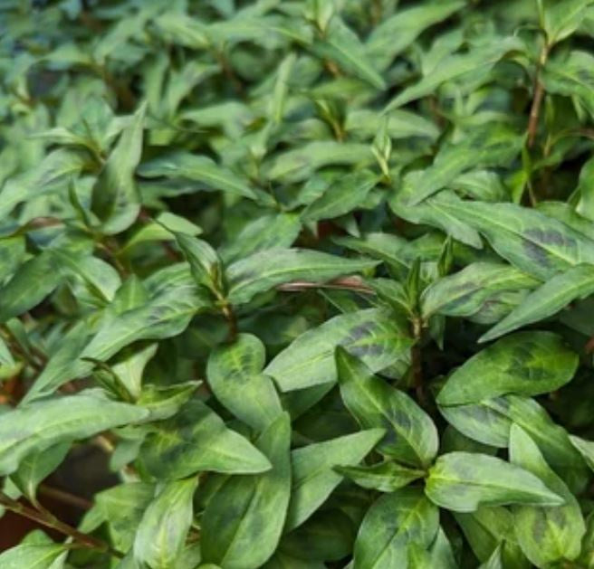 Mint Vietnamese 10cm