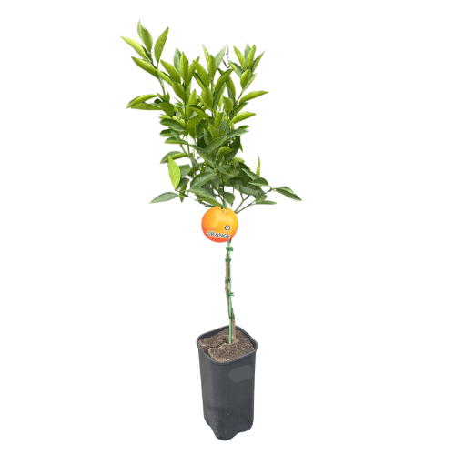 Orange Washington Navel_17cm