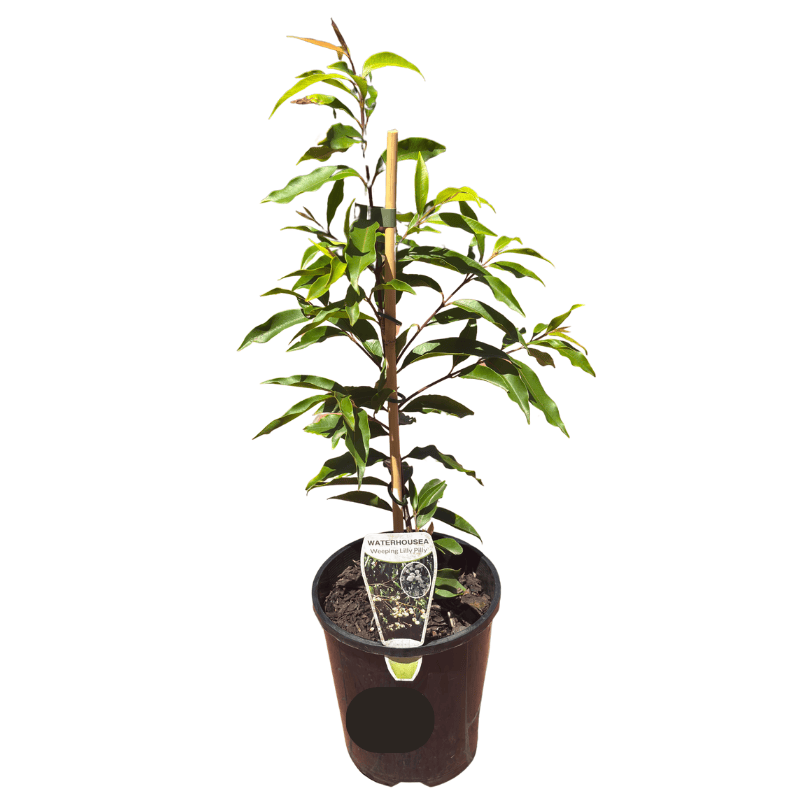 Waterhousea floribunda 14cm