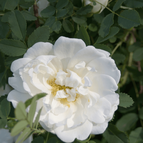Carpet Rose White Flower 14cm