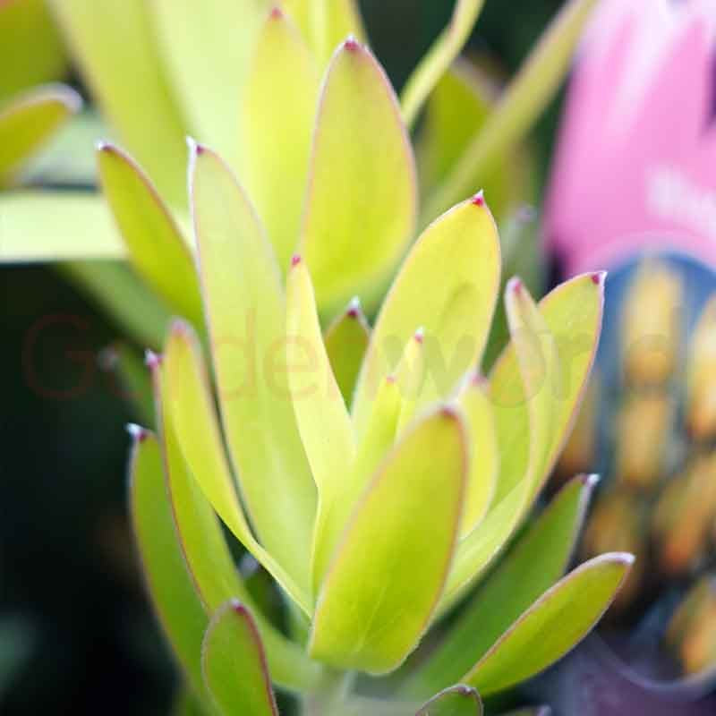 Leucadendron 'Winter Gold' 14cm