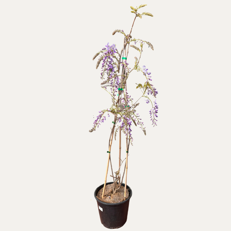 Wisteria sinensis 25cm
