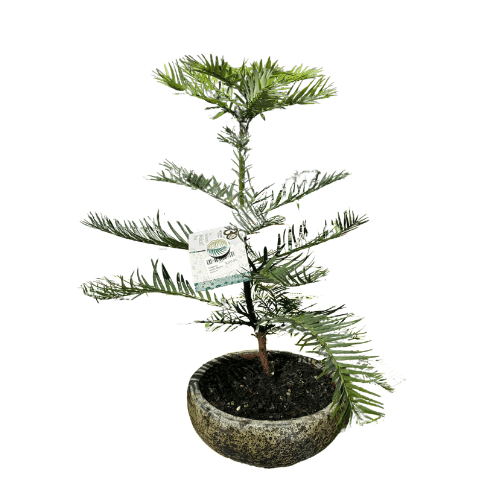Wollemia nobilis Bonsai Medium
