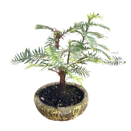 Wollemia nobilis Bonsai Small