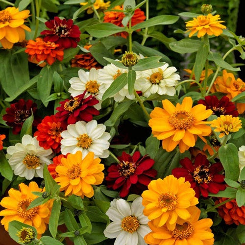 Zinnia Profusion Mix Punnet