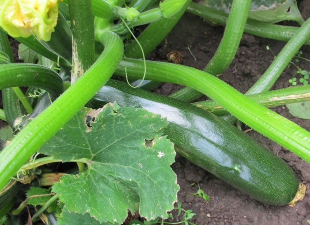 Zucchini Black Jack Punnet