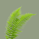 Ferns
