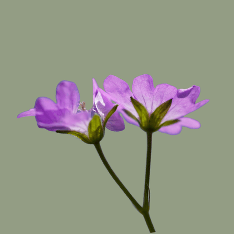 Flowering Perennials