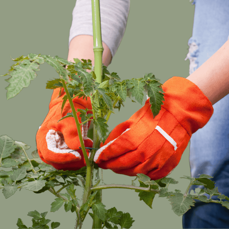 Stakes – Gardenworld