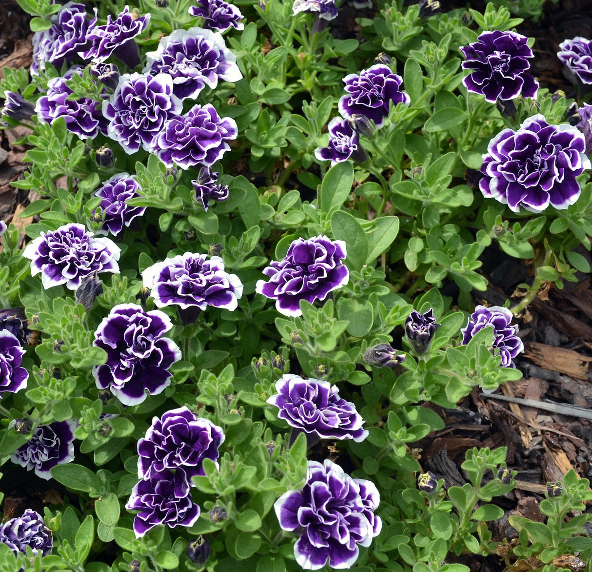 Petunia Blueberries & Cream 20cm