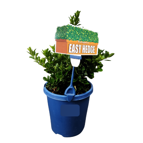Euonymus Easy Hedge 15cm