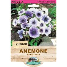 Anemone Cottage Bi-Colour - 12 Bulbs