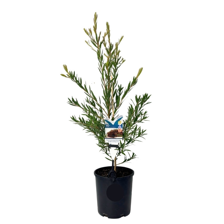 Callistemon 'Slim' 14cm