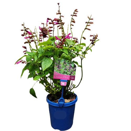 Salvia Electric Pink 15cm